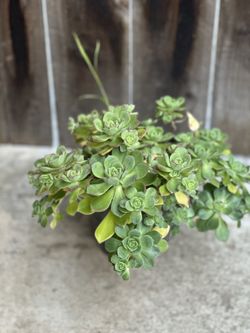 Beautiful Kiwi Succulent Live Plant Aeonium haworthii 1 Gallon Pot Succulents Plants