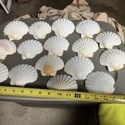 Shells