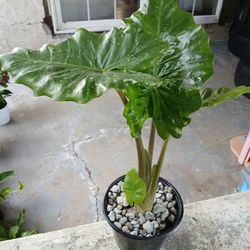 $20 Alocasia odora Plant/pot 