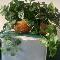 Hanging Plants