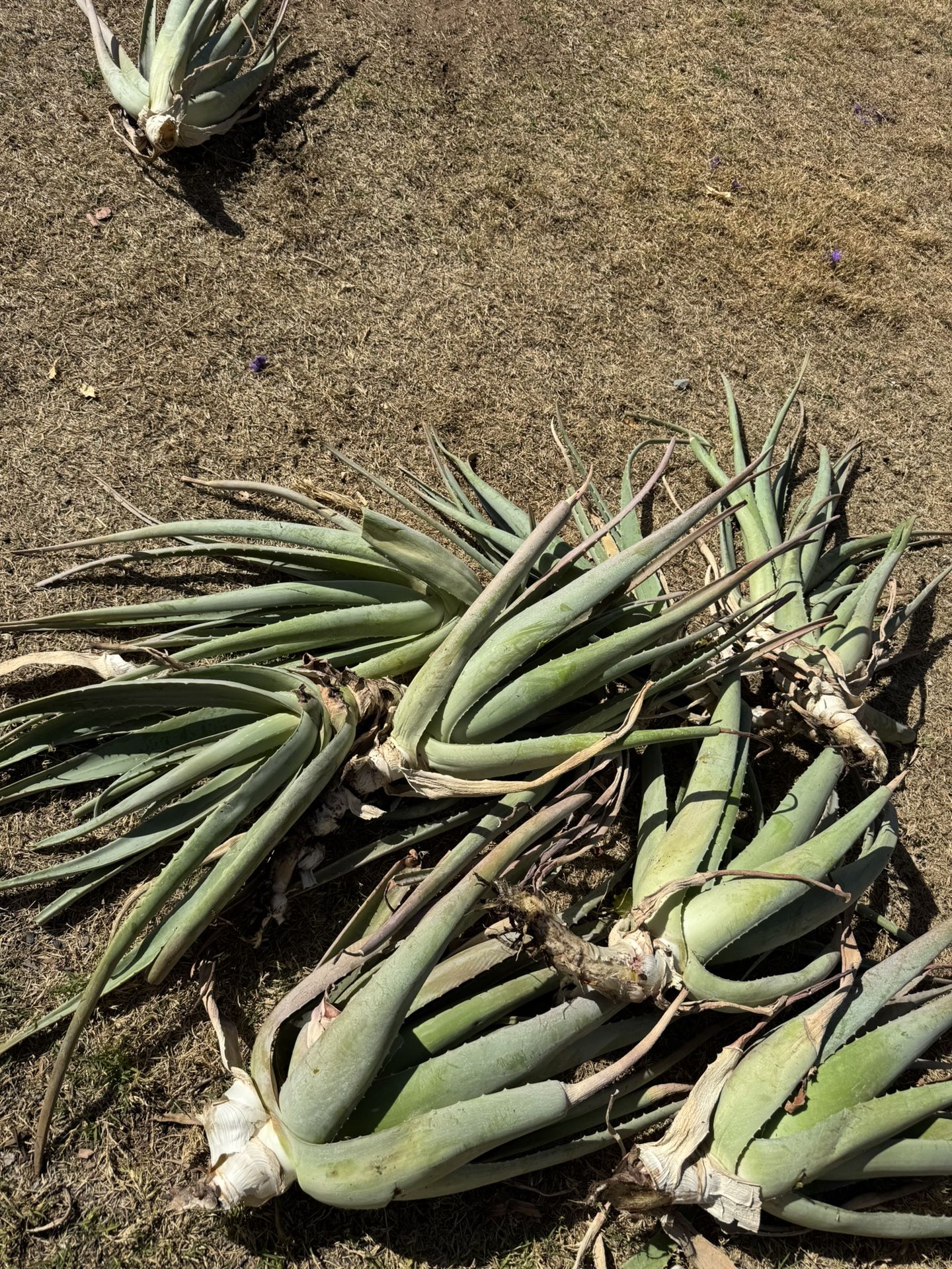 Aloe Vera Plants 