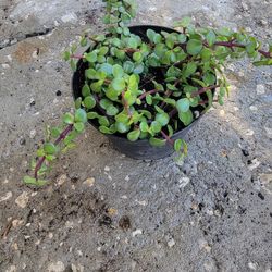 Portulacaria Afra