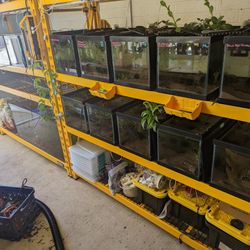 Fish Room - 15 Gallon, 40 Gallon, Sponge Filters, Central Air, Aquarium Fish Tank