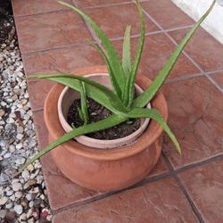 ALOE VERA PLANT 🪴 