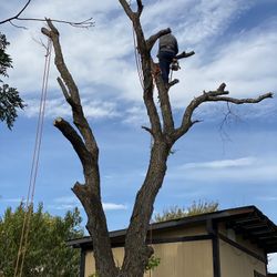 GOOD PRICE ON 🌳🌳Removal 