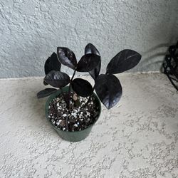 Raven Zz Plant 