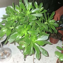 Tree aeonium Succulent