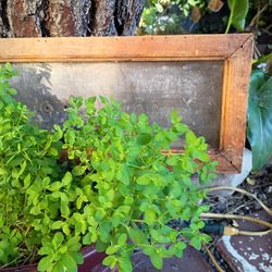 Galvanized Natural Wood Plank 24" W X 6 1/2" T