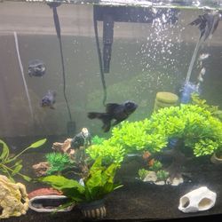 Fish Tank For sell!!$