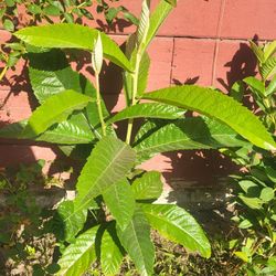 small loquat tree 