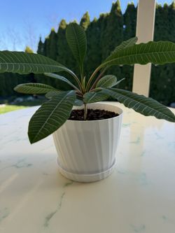 Madagascar Jewel ‘Euphorbia Leuconeura’ (Out/In Door Life Plant)