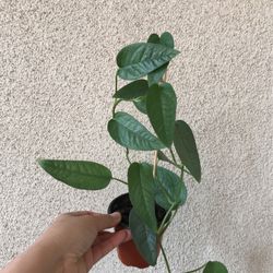 Beautiful Cebu Blue Pothos Plant