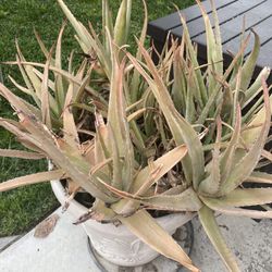Large Aloe Plant In Pot 