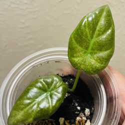 Alocasia Regal Albo Mint