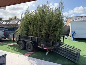 Podocarpus hedge