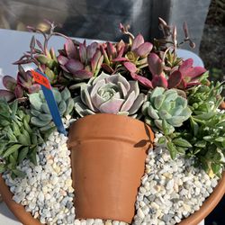Succulent Arrangements Ready For Mothers Day From $7 And Up