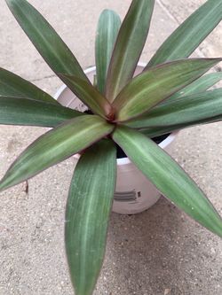 Tradescantia