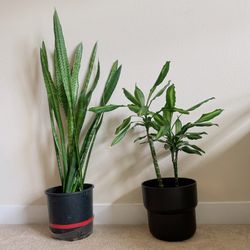 Tall Healthy Snake Plant & Dracaena 