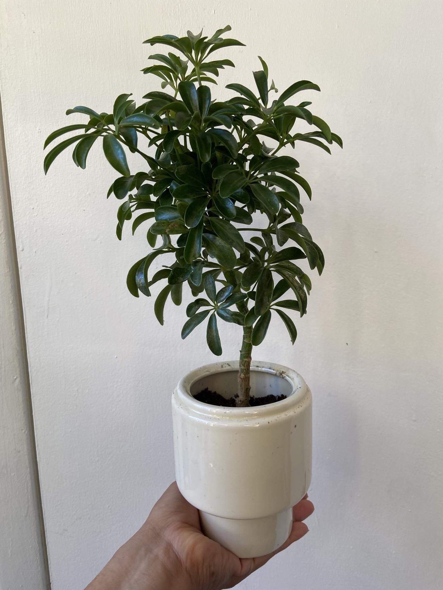 Schefflera In A 6 Inch Ceramic Pot 