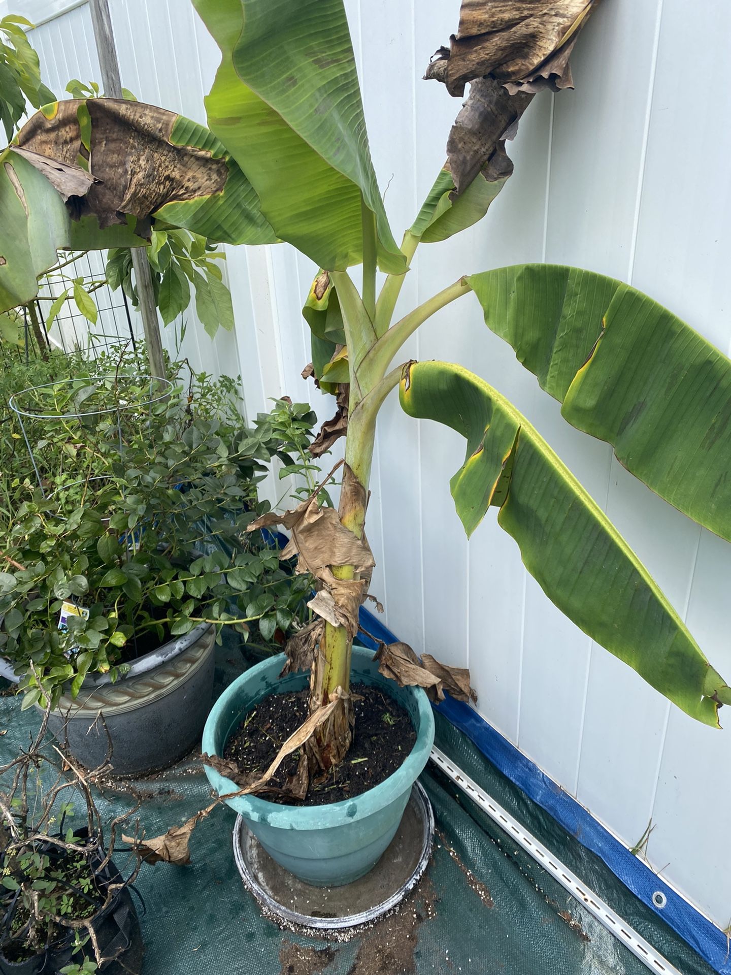 Banana Tree 