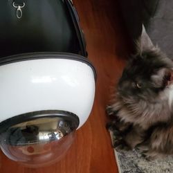 Cat Backpack 