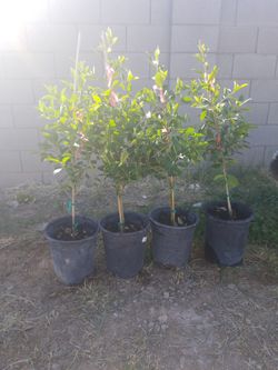 Trees Ficus