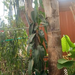 Hoja De Hule Planta