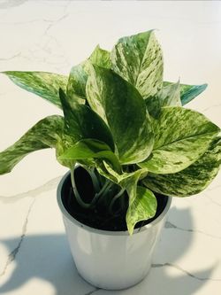 Marble Queen Pothos