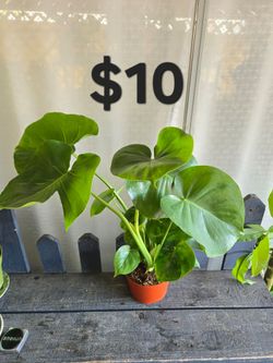 Monstera