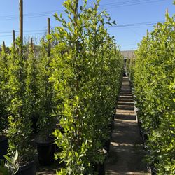 Ficus Nitida Indian Laurel Hedge
