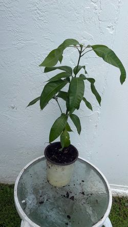 Healthy Mango Tree – 28” Tall – $20