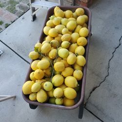 FRECH  LEMONS 🍋 FOR SALE