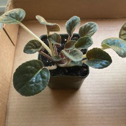 Pink African Violet