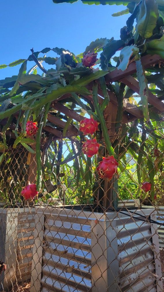 Fresh Picked Dragon Fruit for Sale in El Cajon, CA OfferUp