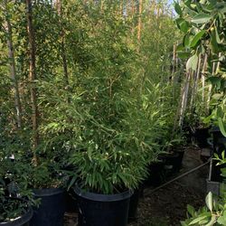 Bamboo 