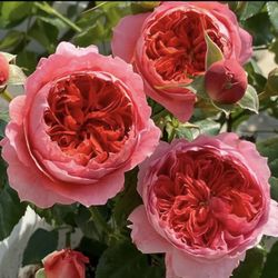 Rare Chinese Rose Plant-[Cinnabar Bowl] zhushawan