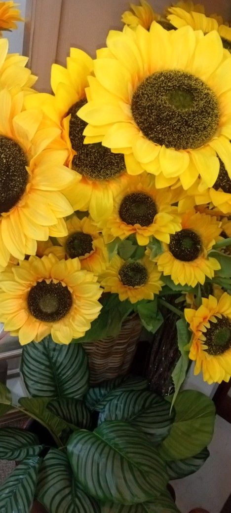 New 3ft Long Steam Sunflower 9 each Buy More Pay 8 High Quality 