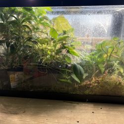 Planted Terrarium