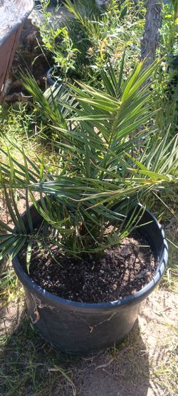 Canary palms.