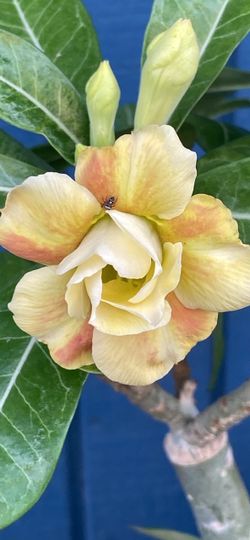 Flor Del desierto