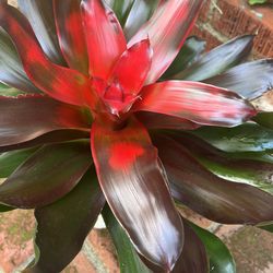 Neoregelia Bromeliad Plant  Thumbnail