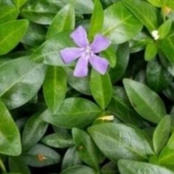 Periwinkle, Creeping Myrtle, Live Plant 