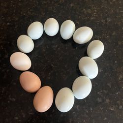 Eggs  🥚 