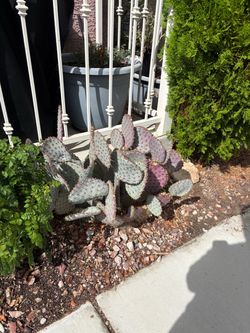 Purple Prickly Pear Free
