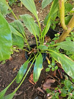 House plants