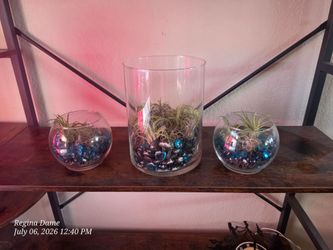 Set of Air Plants