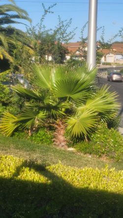 palm tree