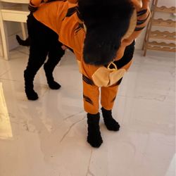 Dog Costume Size Large 
