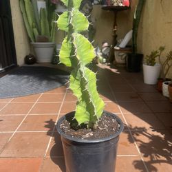 Euphorbia Zig Zag Cactus 18” Tall