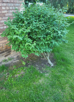 Burning bush, 4-5 ft, Established - You Dig / Transplant